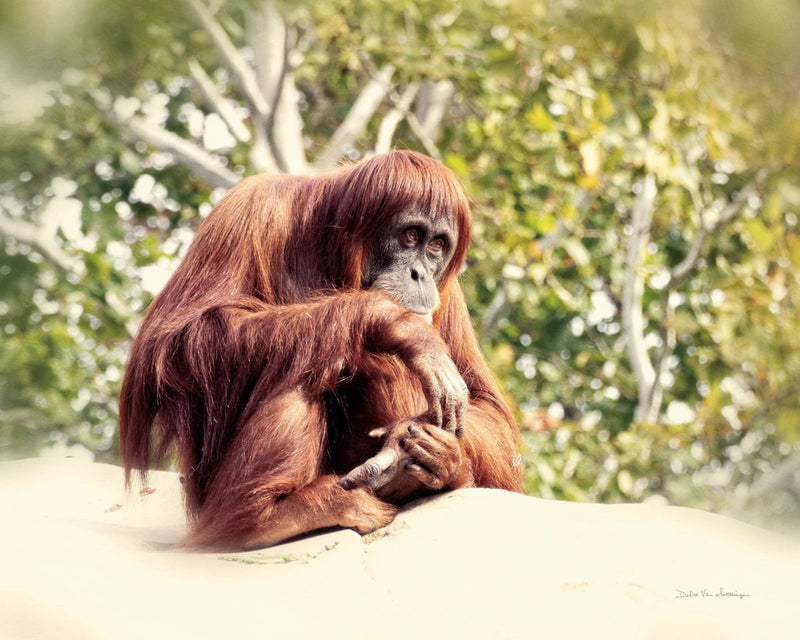 Orangutan by Debra Van Swearingen