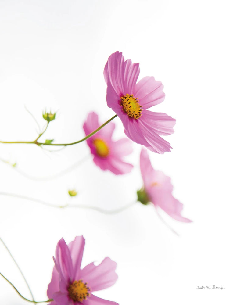 Pale Cosmos I by Debra Van Swearingen