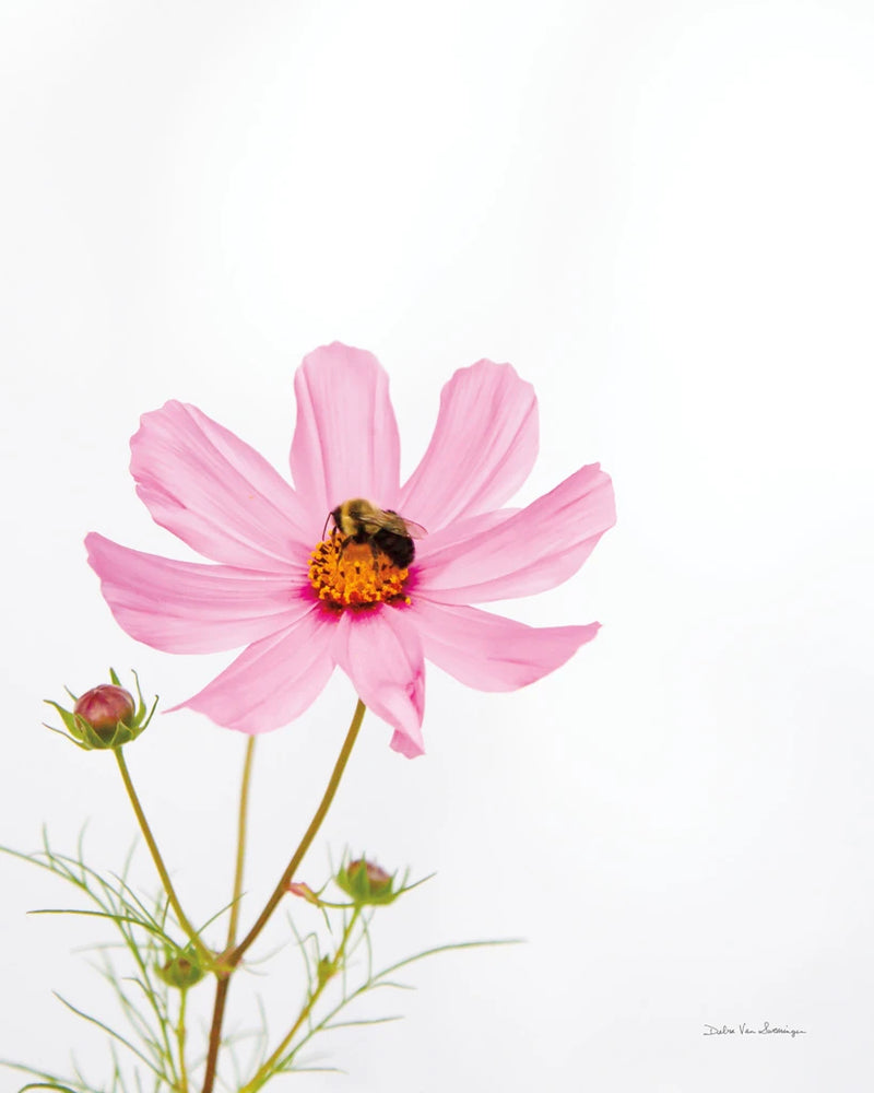 Pale Cosmos II by Debra Van Swearingen