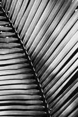 Palm Frond I by Debra Van Swearingen. SKU 42488h. Archival Giclee Fine art print for wall decor.