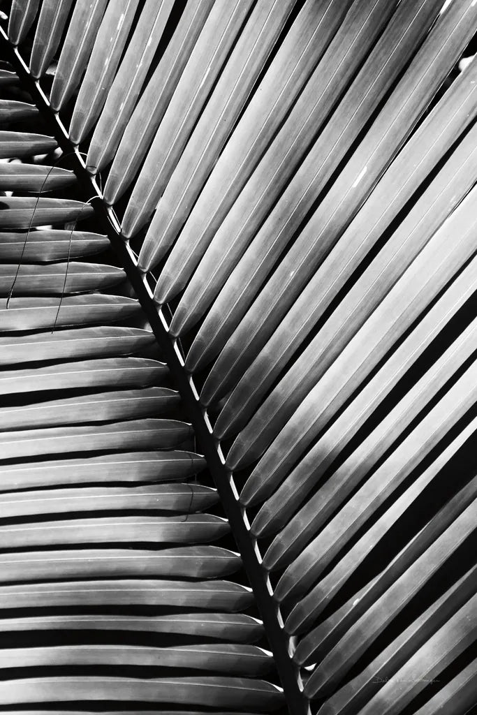 Palm Frond I by Debra Van Swearingen. SKU 42488h. Archival Giclee Fine art print for wall decor.
