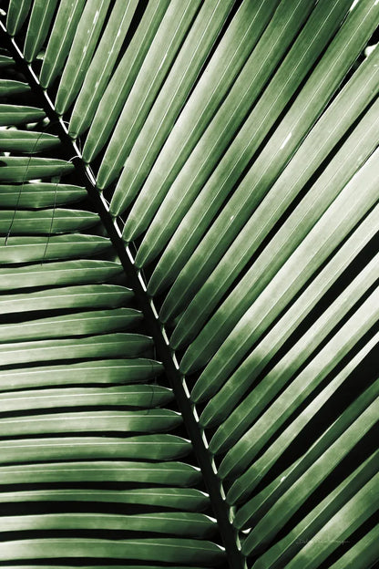 Palm Frond I Green by Debra Van Swearingen. SKU 66128h. Archival Giclee Fine art print for wall decor.