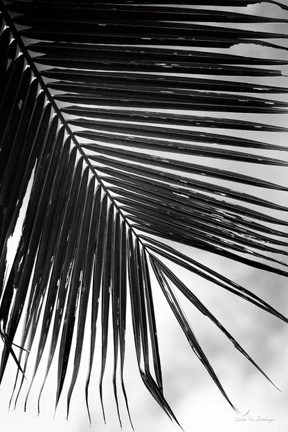 Palm Frond II by Debra Van Swearingen. SKU 42489h. Archival Giclee Fine art print for wall decor.