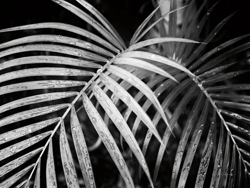 Palm Fronds by Debra Van Swearingen