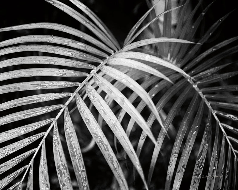 Palm Fronds Crop by Debra Van Swearingen