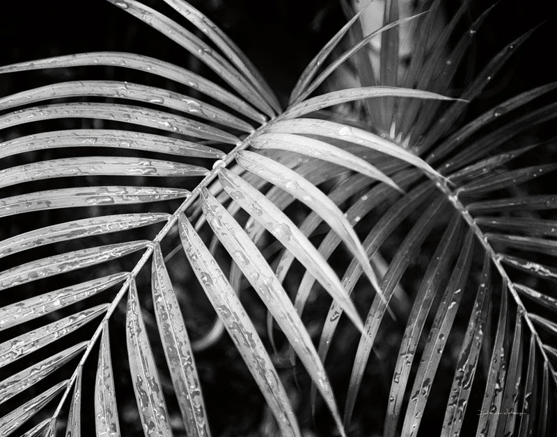 Palm Fronds Crop by Debra Van Swearingen