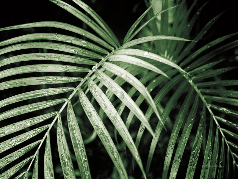 Palm Fronds Green by Debra Van Swearingen