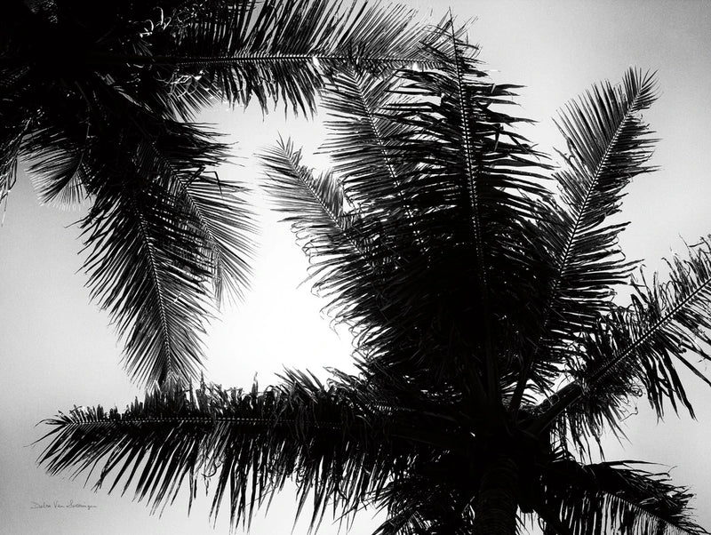 Palm Tree Looking Up I by Debra Van Swearingen
