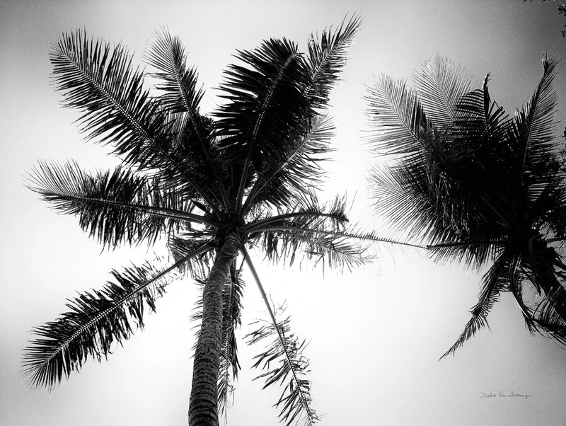 Palm Tree Looking Up II by Debra Van Swearingen