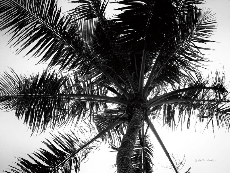 Palm Tree Looking Up III by Debra Van Swearingen