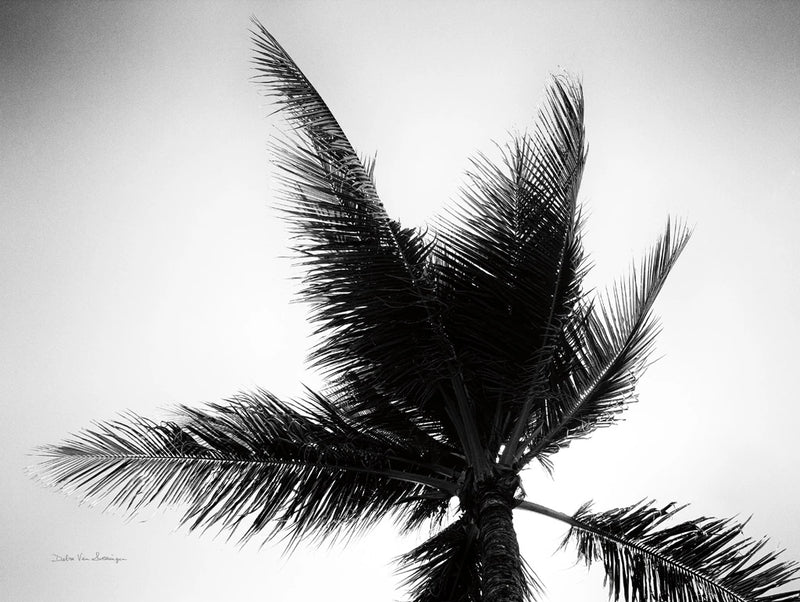 Palm Tree Looking Up IV by Debra Van Swearingen