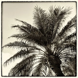 Palm Tree Sepia I by Debra Van Swearingen. SKU 42499a. Archival Giclee Fine art print for wall decor.