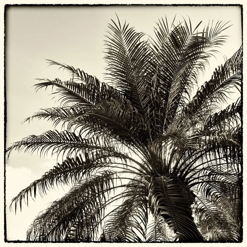 Palm Tree Sepia I by Debra Van Swearingen. SKU 42499a. Archival Giclee Fine art print for wall decor.