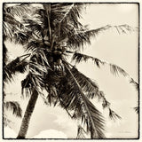 Palm Tree Sepia II by Debra Van Swearingen. SKU 42500a. Archival Giclee Fine art print for wall decor.