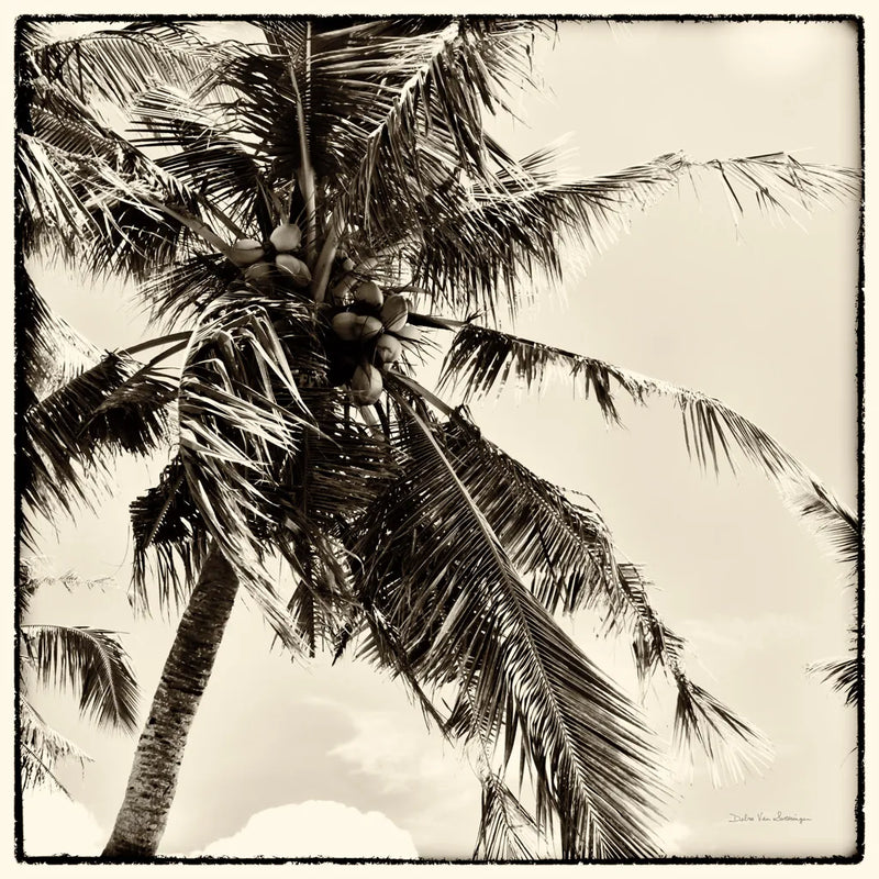 Palm Tree Sepia II by Debra Van Swearingen. SKU 42500a. Archival Giclee Fine art print for wall decor.
