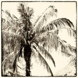 Palm Tree Sepia III by Debra Van Swearingen. SKU 42501a. Archival Giclee Fine art print for wall decor.