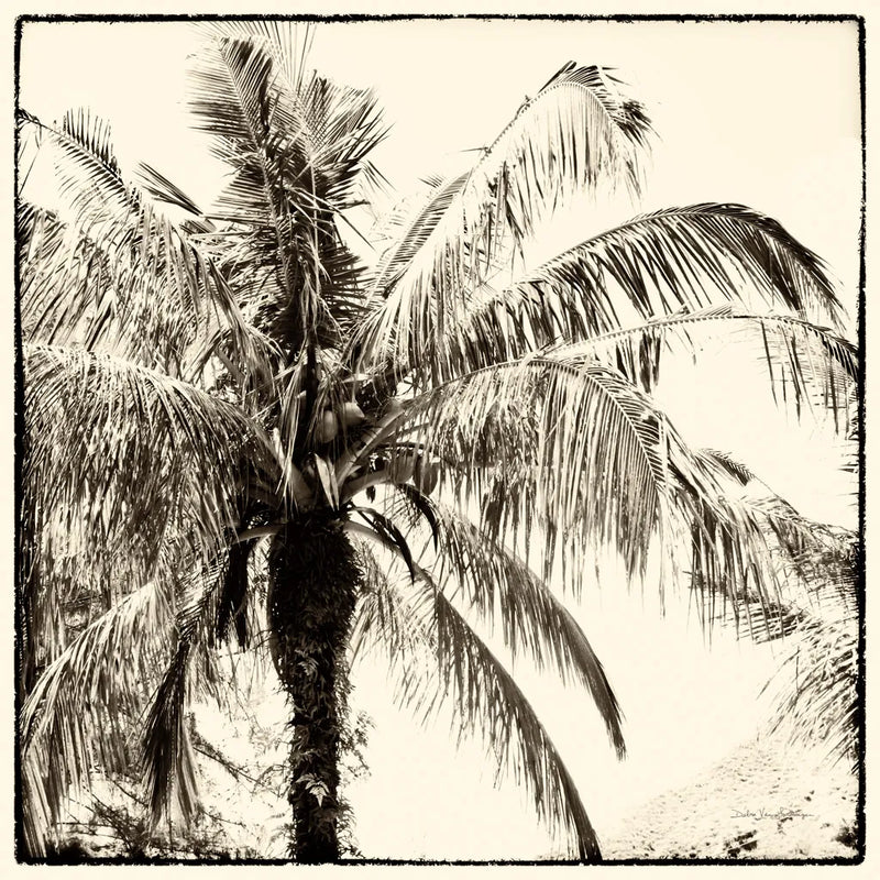 Palm Tree Sepia III by Debra Van Swearingen. SKU 42501a. Archival Giclee Fine art print for wall decor.