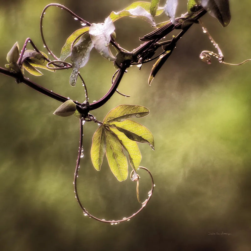 Passion Flower Vine I by Debra Van Swearingen. SKU 63809a. Archival Giclee Fine art print for wall decor.