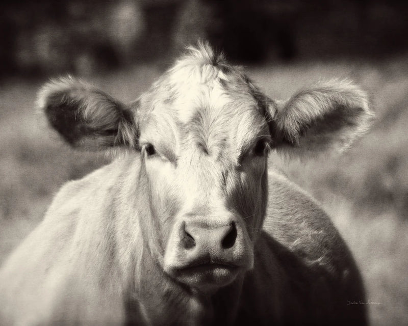Pasture Cow by Debra Van Swearingen