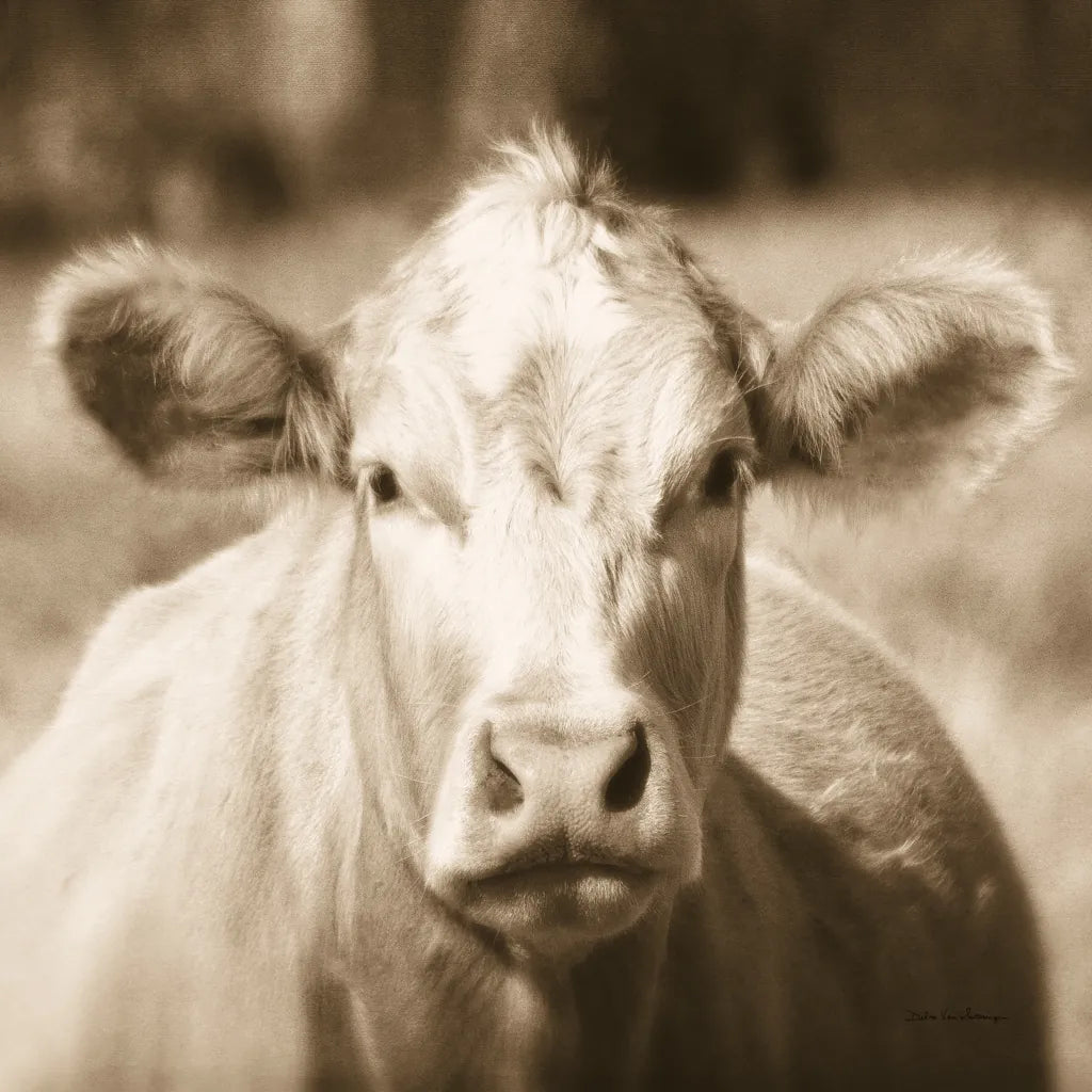 Pasture Cow Sepia Sq by Debra Van Swearingen. SKU 79220a. Archival Giclee Fine art print for wall decor.