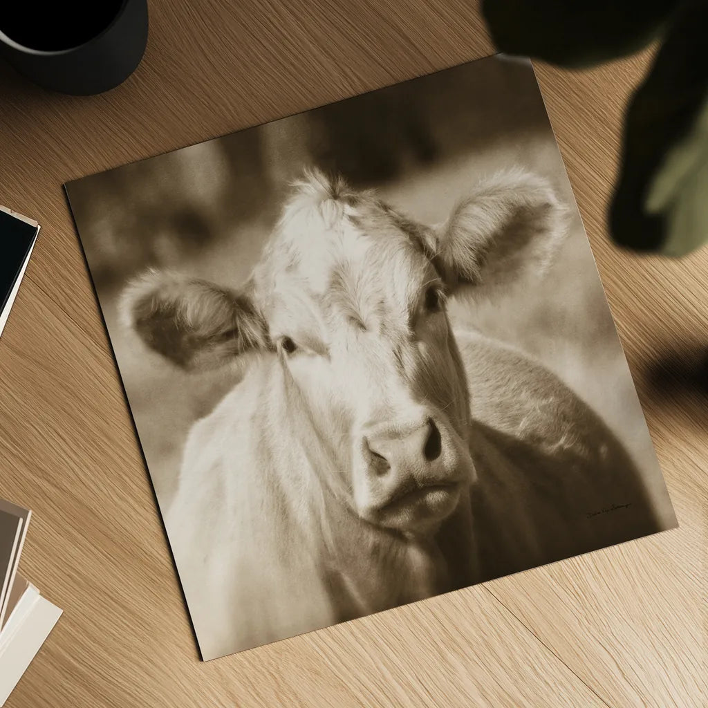 Pasture Cow Sepia Sq by Debra Van Swearingen. Shown as a detailed flat fine art print, highlighting archival giclee quality. Available as an archival giclee rolled canvas, fine art paper, or poster print. SKU 79220a.