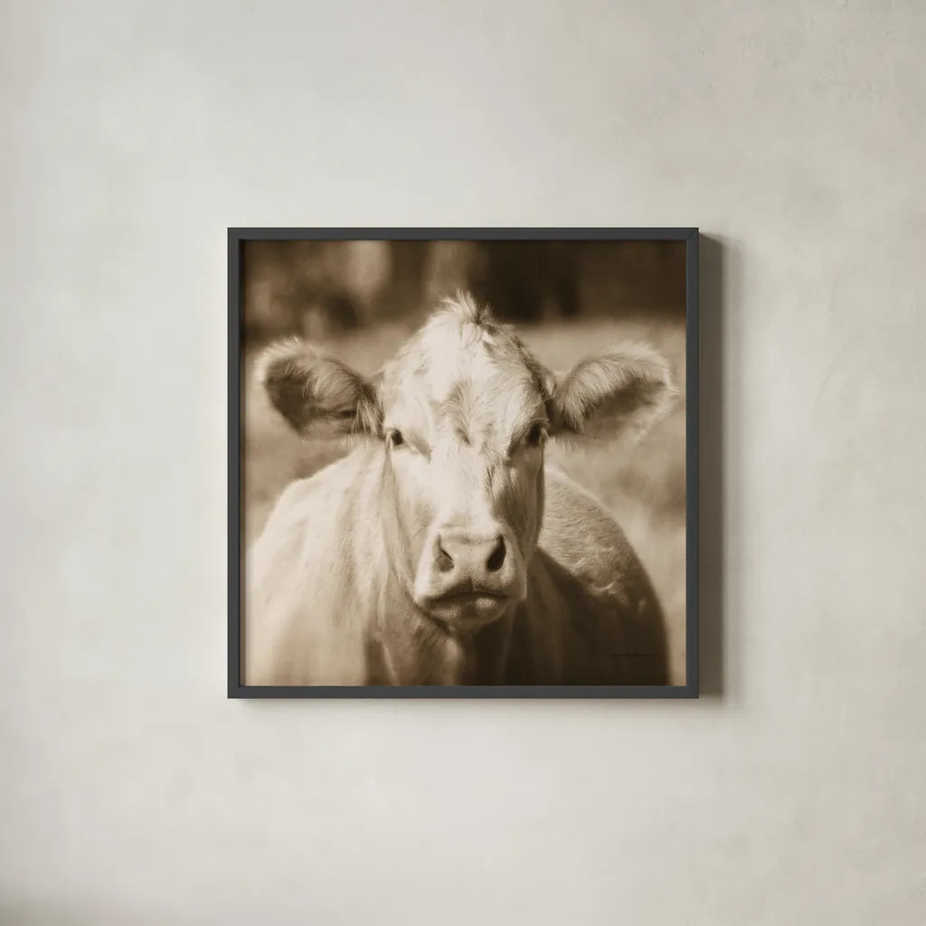 Pasture Cow Sepia Sq by Debra Van Swearingen. Shown in a sleek black glass frame for a contemporary gallery look. Available as an archival giclee rolled canvas, fine art paper, or poster print. SKU 79220a.