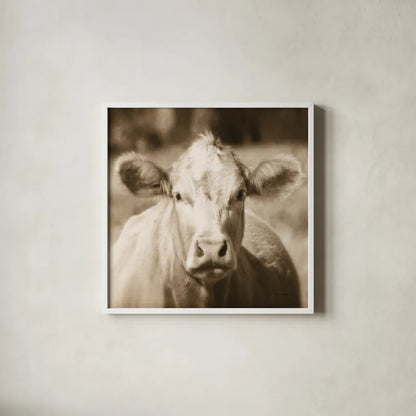 Pasture Cow Sepia Sq by Debra Van Swearingen. Shown in a crisp white glass frame for a clean and minimalist style. Available as an archival giclee rolled canvas, fine art paper, or poster print. SKU 79220a.