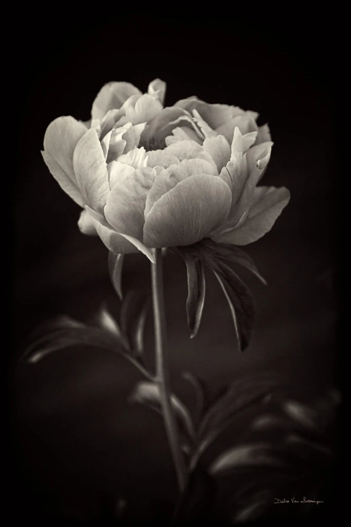Peony Dream I by Debra Van Swearingen