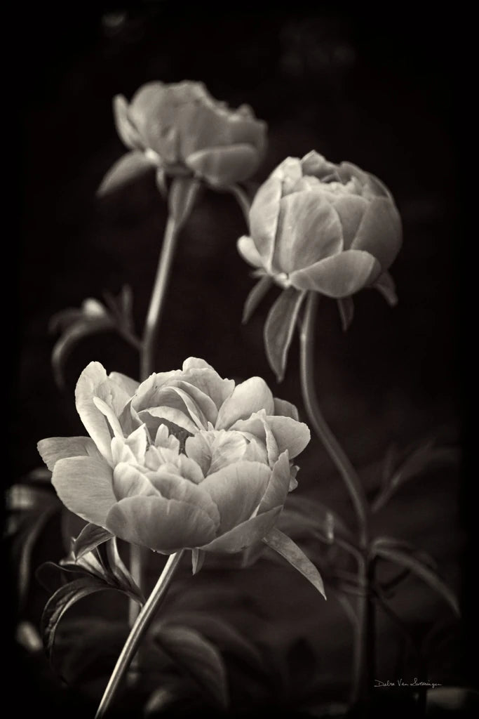 Peony Dream II by Debra Van Swearingen