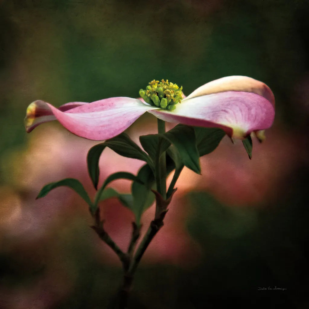 Pink Dogwood I by Debra Van Swearingen. SKU 63779a. Archival Giclee Fine art print for wall decor.