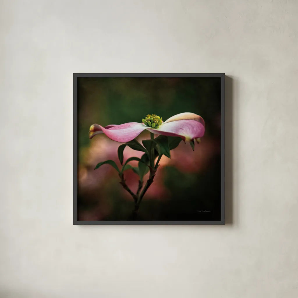 Pink Dogwood I by Debra Van Swearingen. Shown in a sleek black glass frame for a contemporary gallery look. Available as an archival giclee rolled canvas, fine art paper, or poster print. SKU 63779a.