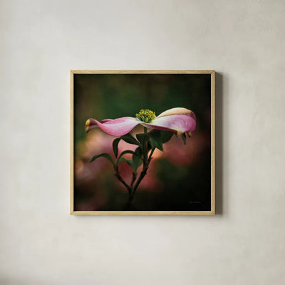 Pink Dogwood I by Debra Van Swearingen. Shown in a natural wood glass frame for a timeless modern aesthetic. Available as an archival giclee rolled canvas, fine art paper, or poster print. SKU 63779a.