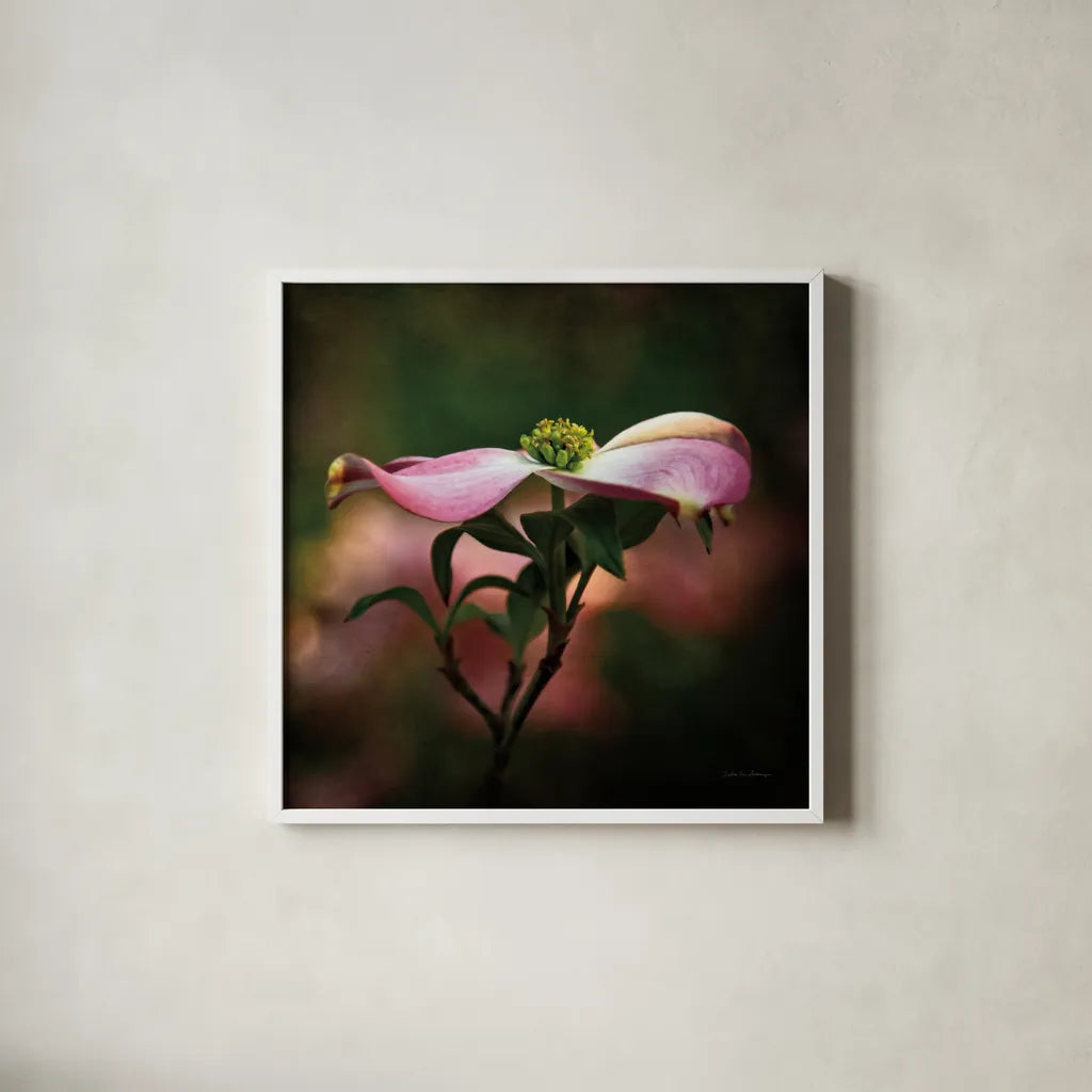 Pink Dogwood I by Debra Van Swearingen. Shown in a crisp white glass frame for a clean and minimalist style. Available as an archival giclee rolled canvas, fine art paper, or poster print. SKU 63779a.