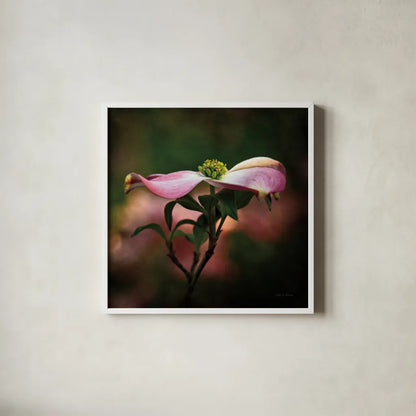 Pink Dogwood I by Debra Van Swearingen. Shown in a crisp white glass frame for a clean and minimalist style. Available as an archival giclee rolled canvas, fine art paper, or poster print. SKU 63779a.