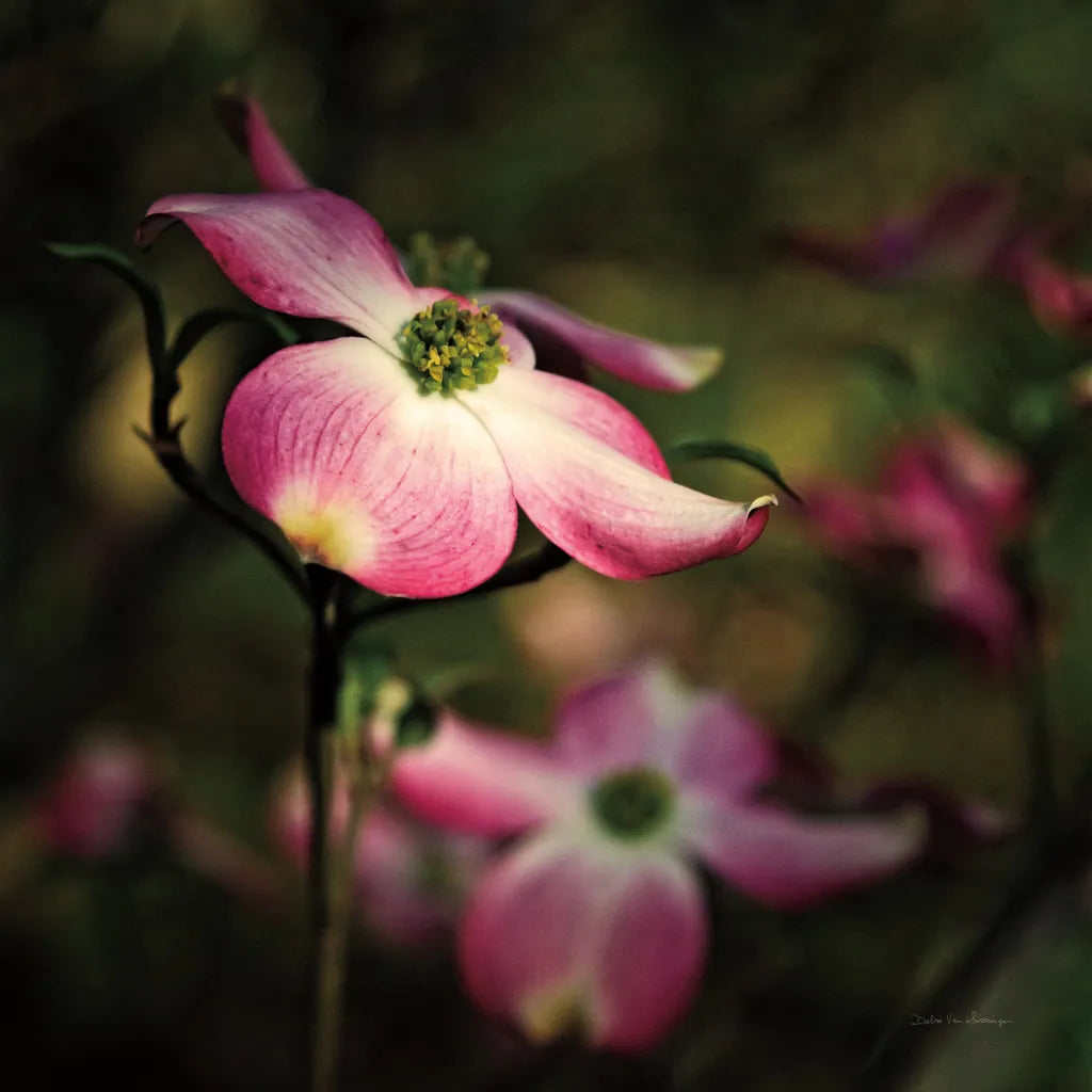 Pink Dogwood II by Debra Van Swearingen. SKU 63780a. Archival Giclee Fine art print for wall decor.