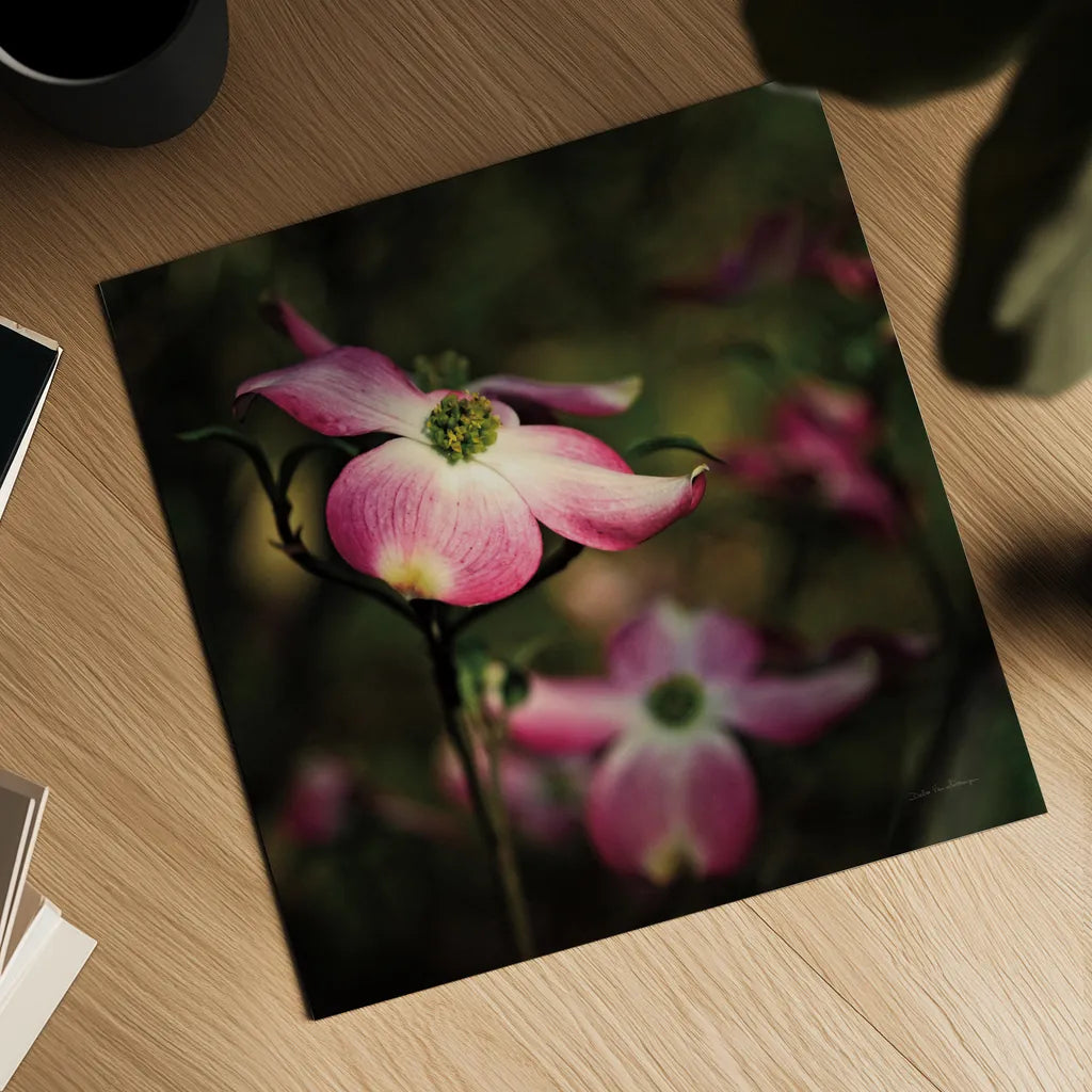 Pink Dogwood II by Debra Van Swearingen. Shown as a detailed flat fine art print, highlighting archival giclee quality. Available as an archival giclee rolled canvas, fine art paper, or poster print. SKU 63780a.