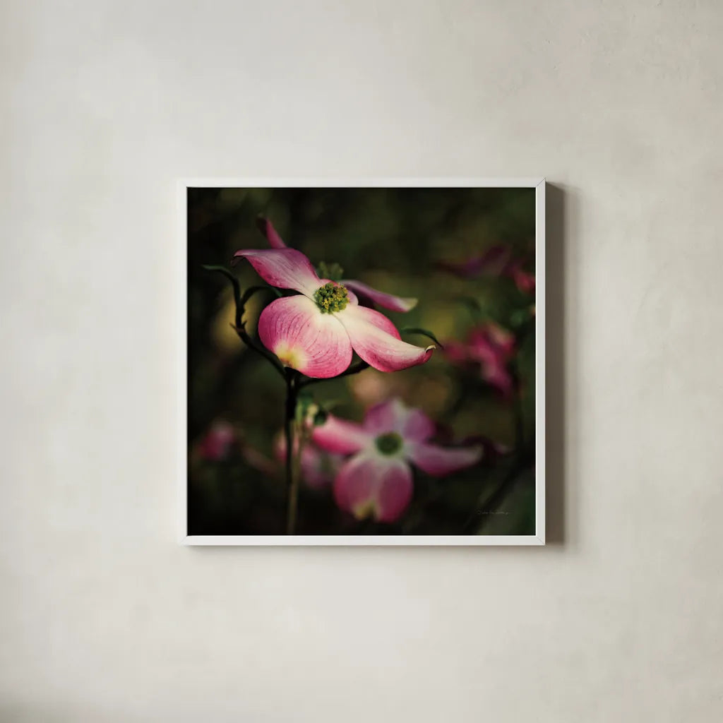 Pink Dogwood II by Debra Van Swearingen. Shown in a crisp white glass frame for a clean and minimalist style. Available as an archival giclee rolled canvas, fine art paper, or poster print. SKU 63780a.