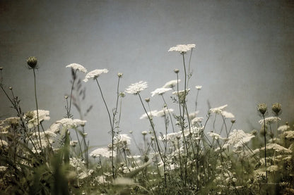 Queen Annes Lace Field I by Debra Van Swearingen. SKU 86787i. Archival Giclee Fine art print for wall decor.