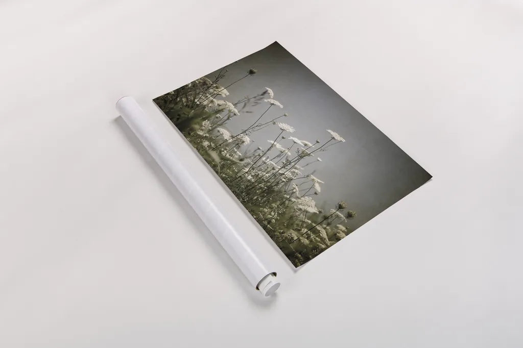 Queen Annes Lace Field I by Debra Van Swearingen. shown as a rolled paper print. Available as archival giclee rolled canvas, fine art paper, or poster print. SKU 86787i.