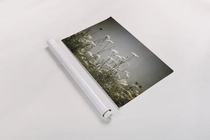 Queen Annes Lace Field I by Debra Van Swearingen. shown as a rolled paper print. Available as archival giclee rolled canvas, fine art paper, or poster print. SKU 86787i.