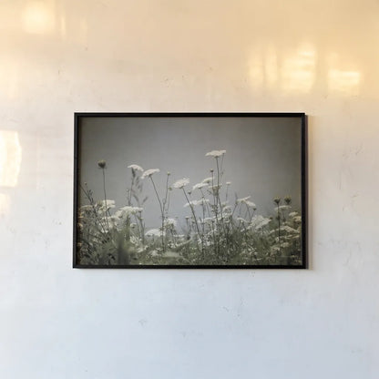 Queen Annes Lace Field I by Debra Van Swearingen. shown as a paper print in a black flame. Available as a archival giclee rolled canvas, fine art paper, or poster print. SKU 86787i.