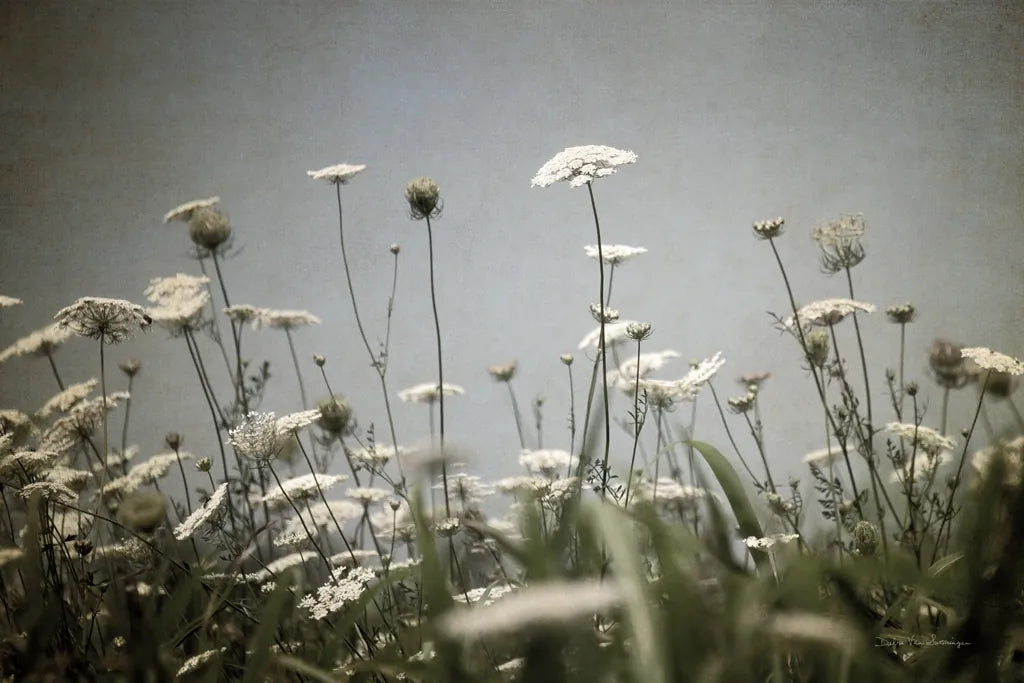 Queen Annes Lace Field II by Debra Van Swearingen. SKU 86788i. Archival Giclee Fine art print for wall decor.