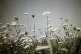 Queen Annes Lace Field II by Debra Van Swearingen. SKU 86788i. Archival Giclee Fine art print for wall decor.