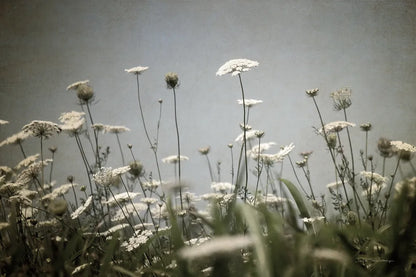 Queen Annes Lace Field II by Debra Van Swearingen. SKU 86788i. Archival Giclee Fine art print for wall decor.