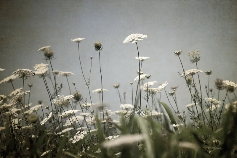 Queen Annes Lace Field II by Debra Van Swearingen. SKU 86788i. Archival Giclee Fine art print for wall decor.