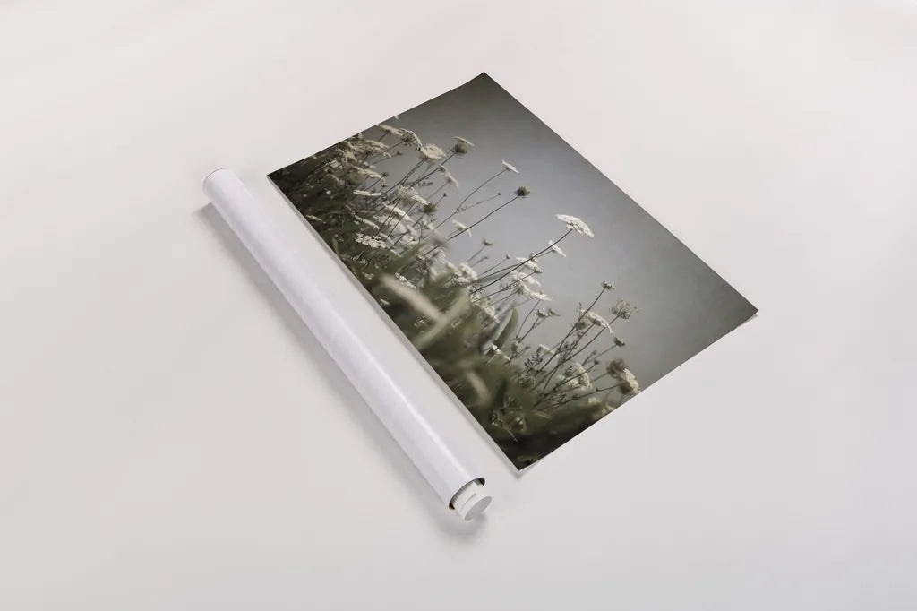 Queen Annes Lace Field II by Debra Van Swearingen. shown as a rolled paper print. Available as archival giclee rolled canvas, fine art paper, or poster print. SKU 86788i.
