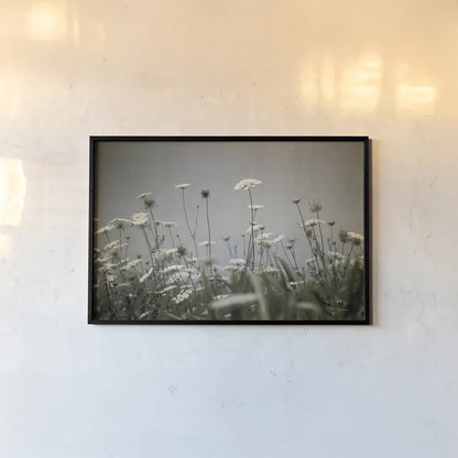Queen Annes Lace Field II by Debra Van Swearingen. shown as a paper print in a black flame. Available as a archival giclee rolled canvas, fine art paper, or poster print. SKU 86788i.