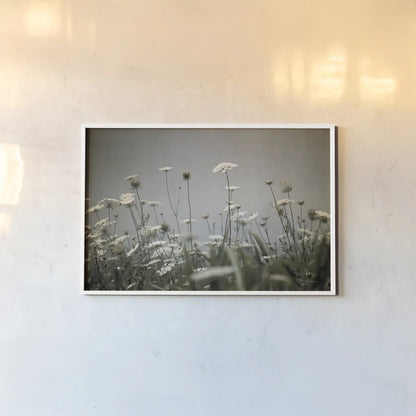 Queen Annes Lace Field II by Debra Van Swearingen. shown as a paper print in a white frame. Available as a archival giclee rolled canvas, fine art paper, or poster print. SKU 86788i.