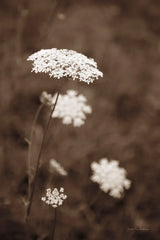 Queen Annes Lace I by Debra Van Swearingen. SKU 86785h. Archival Giclee Fine art print for wall decor.