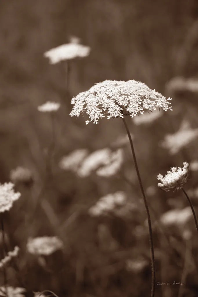 Queen Annes Lace II by Debra Van Swearingen. SKU 86786h. Archival Giclee Fine art print for wall decor.